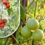 Du šimtai gramų ir jie prinokę: daržovių augintoja pasidalijo senelio