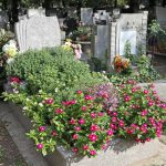 Savaime žydinčios ir mažai priežiūros reikalaujančios gėlės: 4 puikios gėlės