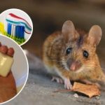 Žiurkės ir pelės išnyks visiems laikams: ekonomiška priemonė nuo graužikų
